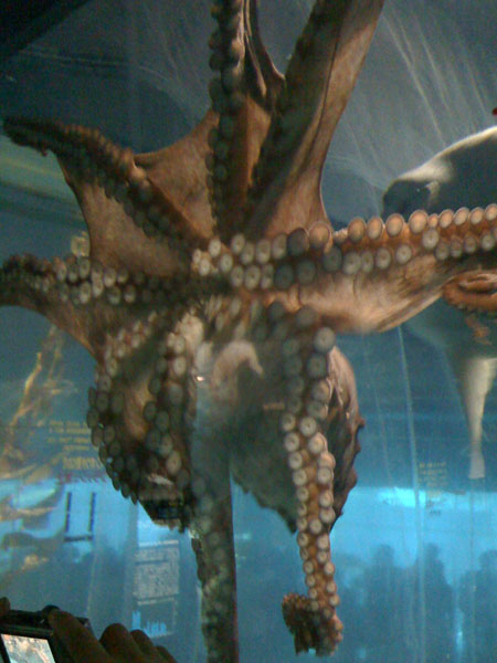 Octopus Super awesome octopus!