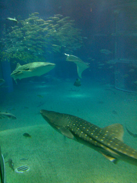 Fishes Kaiyuukan has 2 whale sharks and a giant manta ray in a huge tank.