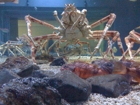 Space Crabs Crabs from the ocean floor that look like they came from outer space