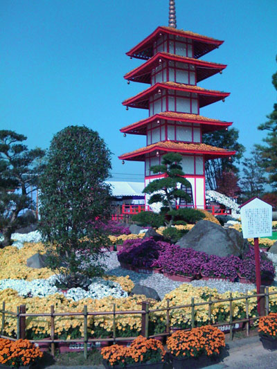 Chrysanthemum pagoda Chrysanthemum pagoda