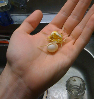 Eggs! Eggs!