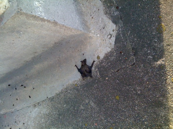 Mummified Bat #1