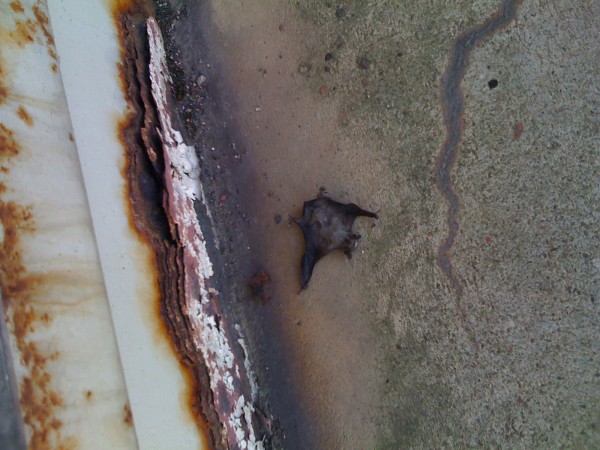 Mummified Bat #2