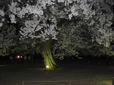 20080408c