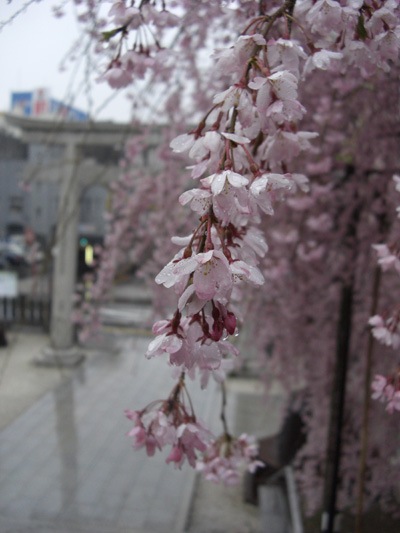 20080408d