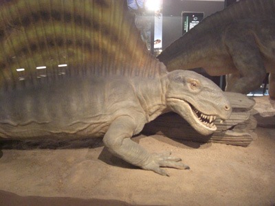 Dimetrodon