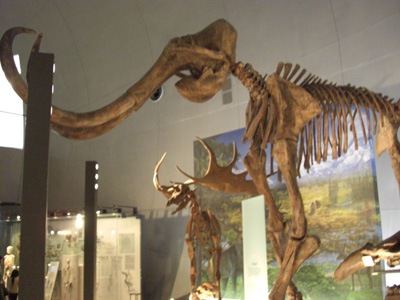 Mammoth and Giant Elk
